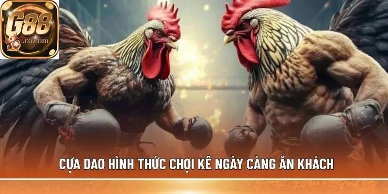 Cựa dao hình thức chọi kê ngày càng ăn khách
