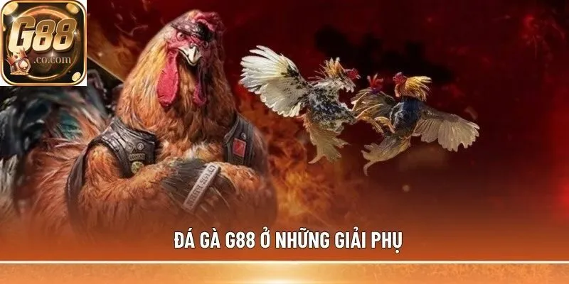 Đá gà G88 ở những giải phụ