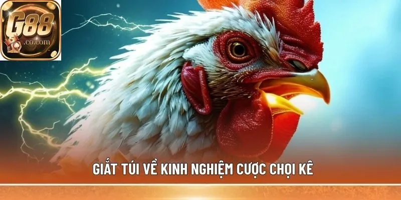 Giắt túi về kinh nghiệm cược chọi kê