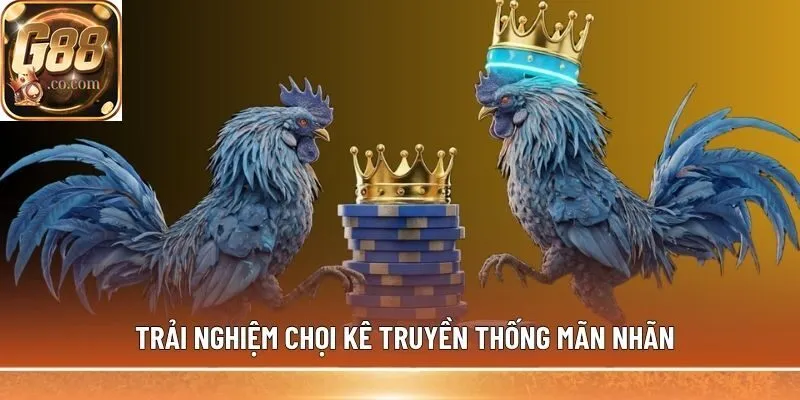 Trải nghiệm chọi kê truyền thống mãn nhãn